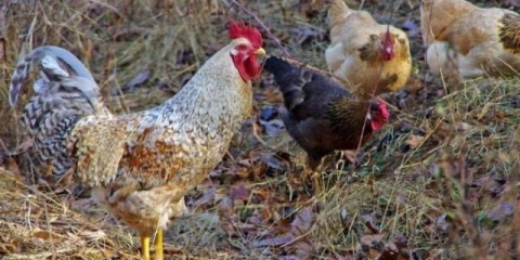 Šta dati pilićima za dijareju